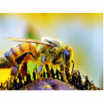 Bee At The Del Mar Fairgrounds Photo Cutout