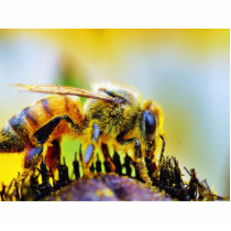 Bee At The Del Mar Fairgrounds Photo Cutout