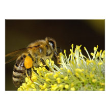 Bee at Work Announcement