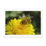 Bee at Work Postcard