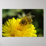 Bee at Work Poster