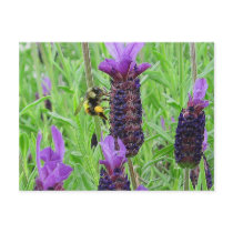 Bee Aware Postcard