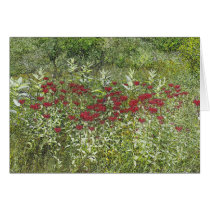 Bee Balm (Bergamont) in August Cards