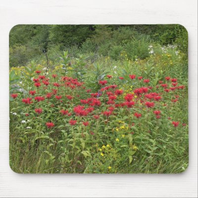 Bee Balm (Bergamot) Mouse Mats by Fotografia