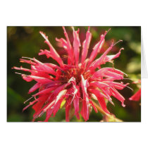Bee Balm Cards