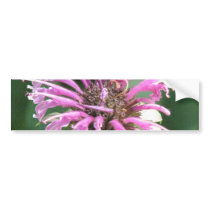 Bee Balm Flower Bumper Sticker