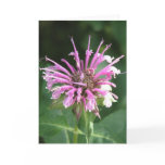 Bee Balm Flower Greeting Card