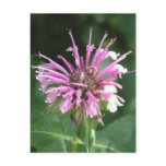 Bee Balm Flower Postcard
