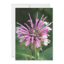 Bee Balm Invitation