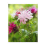 Bee Balm (Monarda) Flowers - Abstract Post Card
