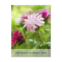 Bee Balm (Monarda) Flowers - Abstract Postcard