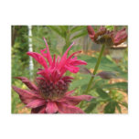 Bee Balm Postcard