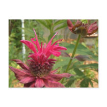 Bee Balm Postcard