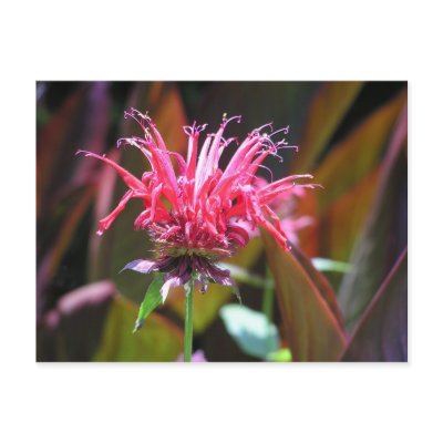 Bee Balm Postcard by ilisa1857