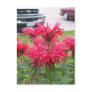 Bee Balm Postcard