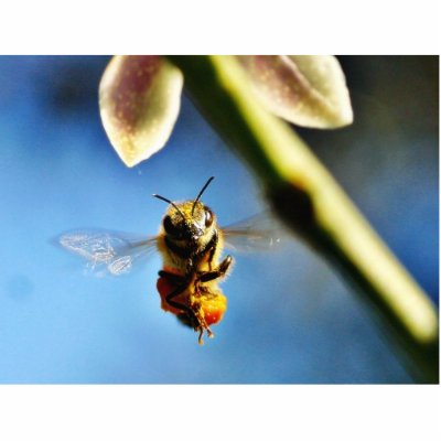 Bee Buzzing Around The Lemon Tree On My Balcony Cut Out by lifesphere