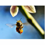 Bee Buzzing Around The Lemon Tree On My Balcony photo sculptures