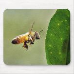 Bee Buzzing Around The Myer Lemon Tree On My Balco Mouse Pad