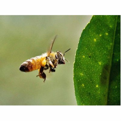 Bee Buzzing Around The Myer Lemon Tree On My Balco Photo Cutouts by lifesphere