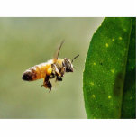 Bee Buzzing Around The Myer Lemon Tree On My Balco Photo Cutouts