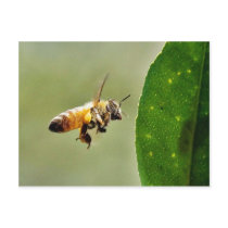 Bee Buzzing Around The Myer Lemon Tree On My Balco Postcard