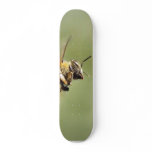 Bee Buzzing Around The Myer Lemon Tree On My Balco skateboards