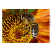 Bee Cards