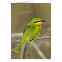 Bee Eater Cards