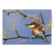 Bee-eater Greeting Card