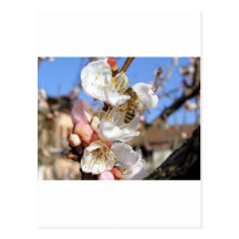Bee fetching nectar from an apricot flower postcards