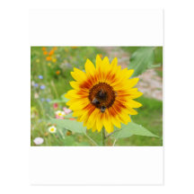 Bee Fetching Nectar From Sunflower Flower Post Cards