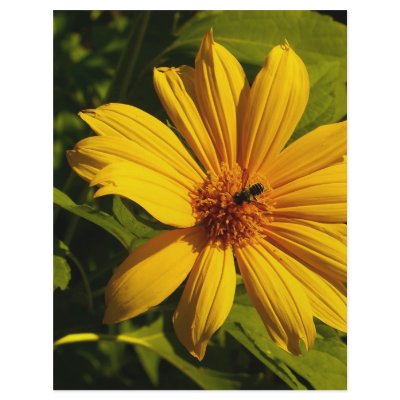 Bee Flower by Debrene