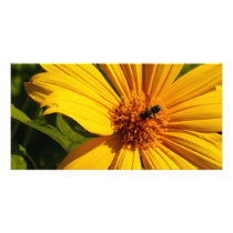 Bee Flower
