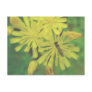 Bee Fly on Hawkweed Postcard