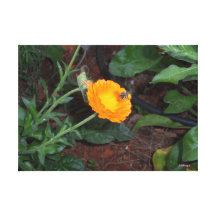 bee flying to a orange flower lona envuelta para galerías