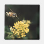 bee fridge magnet