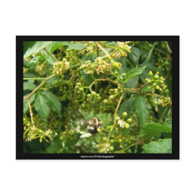 Bee gathering pollen -  Postcard by TLWphotography