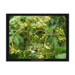 Bee gathering pollen -  Postcard