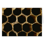 Bee Hive Card