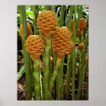Bee Hive Ginger Posters