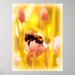 Bee in a field of clover posters