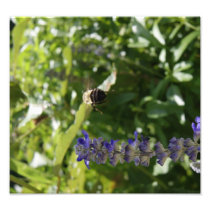 Bee in Flight Photographic Print