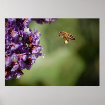 Bee In Flight Poster