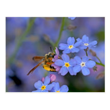 Bee in Forget Me Nots Flowers Postcard