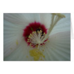 Bee In Hibiscus, Macro Greeting Cards
