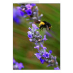 Bee in Lavender Greeting Cards