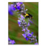 Bee in Lavender Greeting Cards