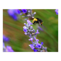 Bee in Lavender Custom Invitations