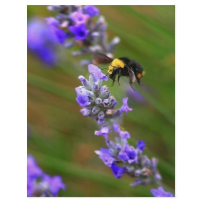 Bee in Lavender Flyer by paulnsheryl