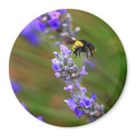 Bee in Lavender Magnets